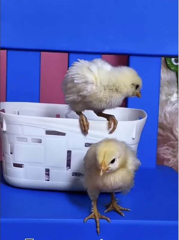 У цэнтры Гродна адкрылася фотастудыя — кліентаў прывабліваюць жывымі куранятамі