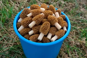 Пакуль дома - сартуй смецце. Як гэта рабіць?