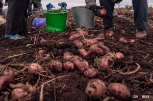 На "Гродна Азот" не дасягнулі запланаванага аб'ёму інвестыцый бульба картошка гародніна рынак сельская гаспадарка калгасы фермы