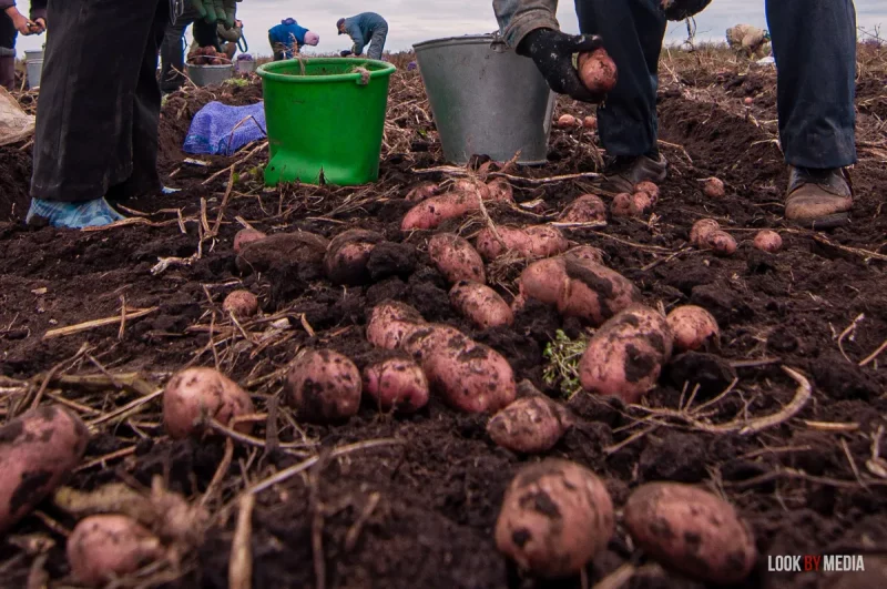 “Даць дзяржплану ў Сахары кіраваць пяском - яго не будзе”. У Беларусі не першы раз знікае бульба - чаму яе ўсе абмяркоўваюць? бульба картошка гародніна рынак сельская гаспадарка калгасы фермы