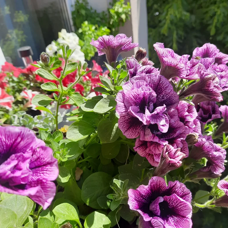 Агарод на балконе Вольгі. Фота прадстаўленыя гераіняй