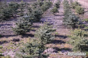 Аб'екты без «піяру»: Гродзенскі лясгас адкрывае новыя турыстычныя маршруты Аб'екты без «піяру»: Гродзенскі лясгас адкрывае новыя турыстычныя маршруты