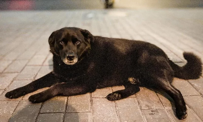 На гродзенскага інстаграмнага сабаку Барона выклікалі службу адлову