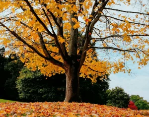 клен дерево природа