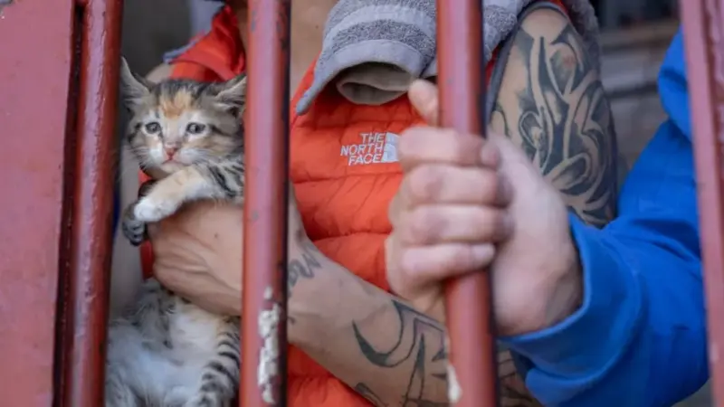 коты в тюрьме