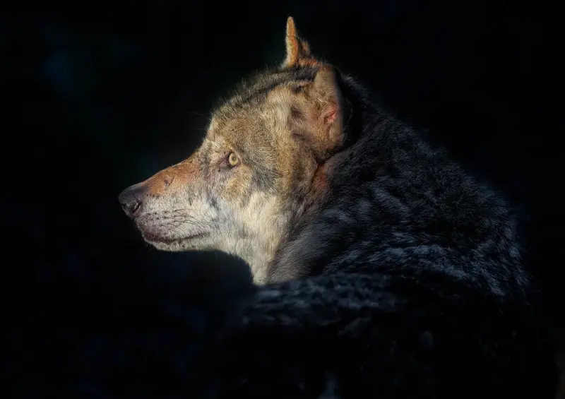 Воўк. Ілюстратыўнае фота