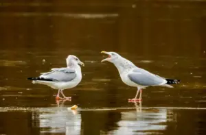 Палепшаныя кантэйнеры, рамонт дахаў і ўльтрагук. У Гродне мясцовыя ўлады будуць змагацца з чайкамі чайки в Гродно