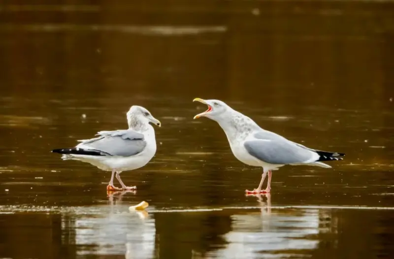 чайки в Гродно