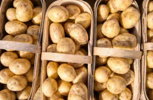 Дзве традыцыйныя беларускія стравы хочуць унесці ў спіс ЮНЭСКА. Якія менавіта? Дзве традыцыйныя беларускія стравы хочуць унесці ў спіс ЮНЭСКА. Якія менавіта?