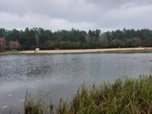 Пад Ваўкавыскам масава гіне рыба – прычыну ўжо выявілі