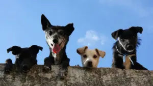 У Слоніме ўжо год спрабуюць пабудаваць пункт часовага ўтрымання жывёл: жыхары баяцца «усыплялкі» собаки