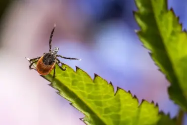У гродзенкі не ўзялі кляшча на праверку – “не сезон”. Спыталі ў эксперткі, як павінна быць