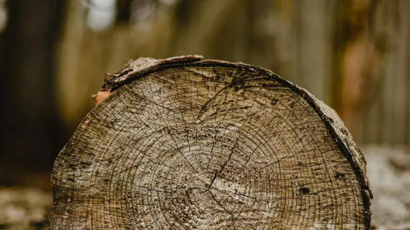 У цэнтры Слоніма вырубілі дрэвы. Аказалася, незаконна — арганізацыю аштрафавалі дерево