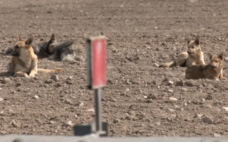 Жыхары Гродзенскага раёна скардзяцца на зграю сабак — мясцовыя ўлады не могуць вырашыць праблему