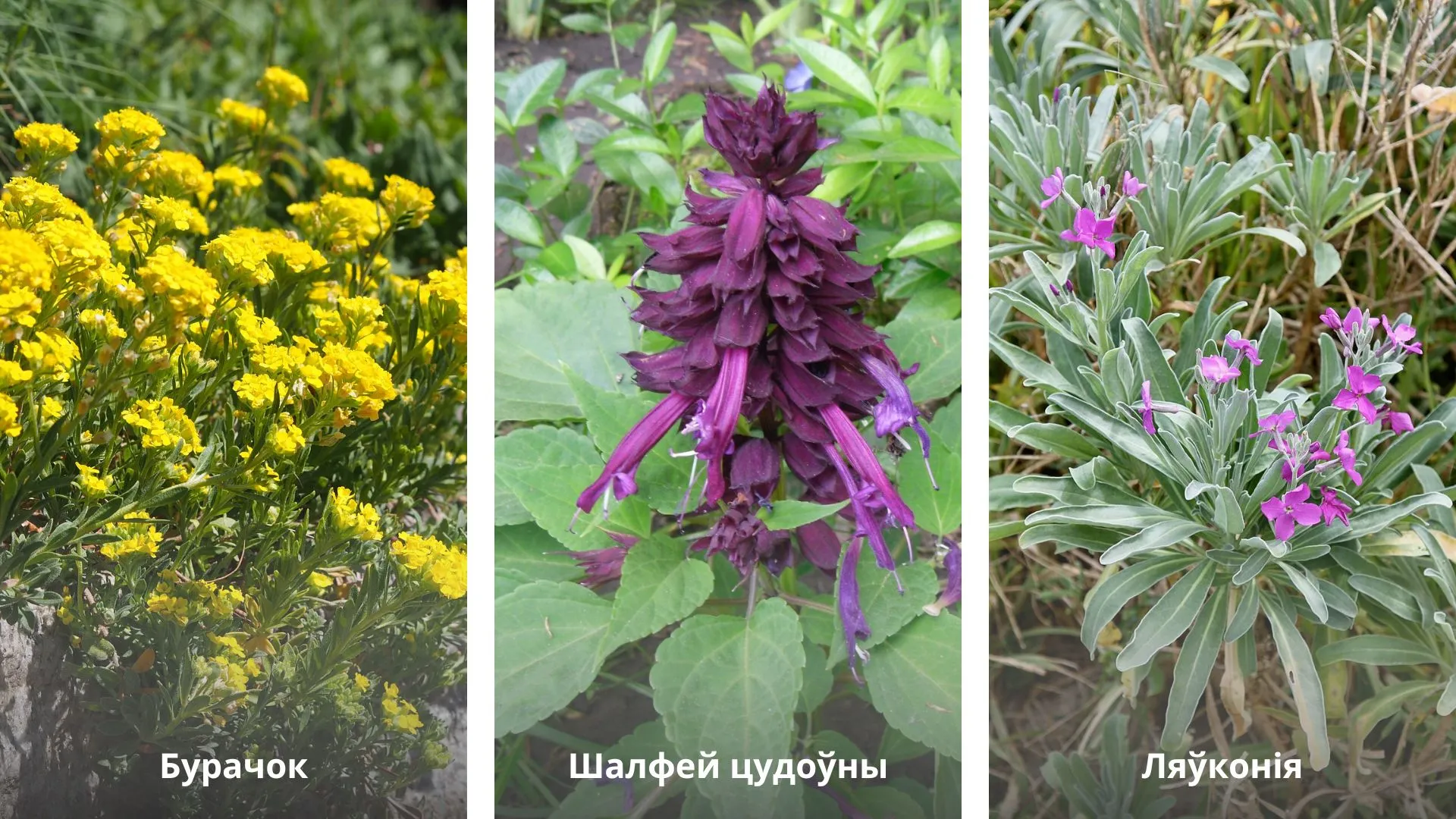 Шалфей блестящий (сальвия)