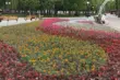 Беласток саджае лугі, а Гродна адналетнікі. Як правільна азеляняць горад?